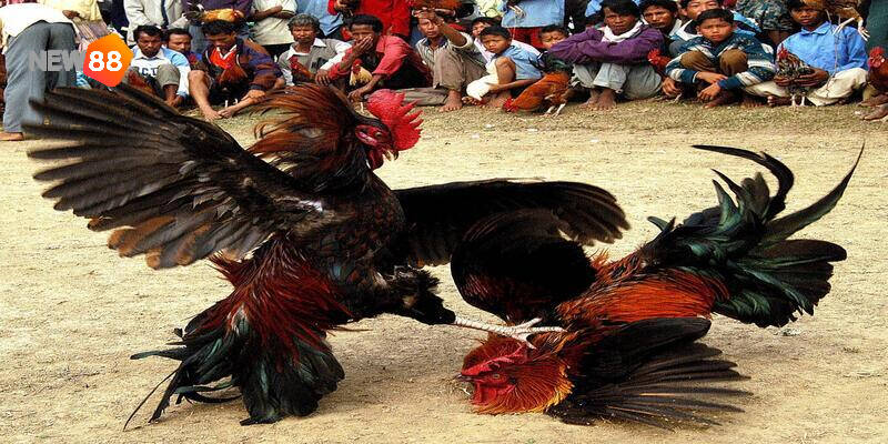 Nguồn gốc ra đời của đá gà 88