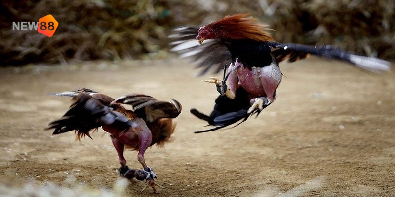 Như thế nào là đá gà cựa dao hiện nay