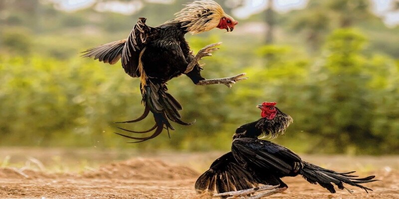 Biết cách chọn vảy hàm long yên tâm giao đấu